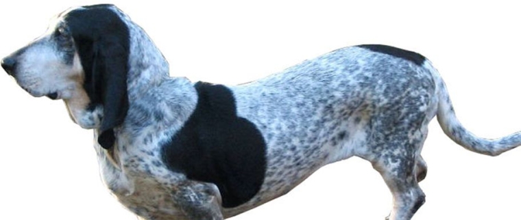 basset bleu de Gascogne